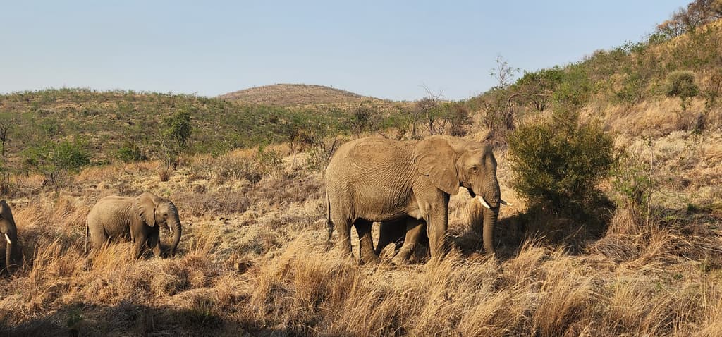 Kruger National Park Safari